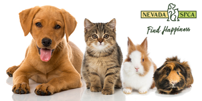 Dogs & Floor-Barre: Endowment Fundraiser